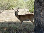 Image: Pampas deer - The Pantanal