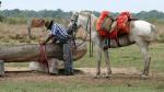 Chief cowboy and his horse