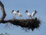 Jabiru storks in nest