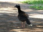 Image: Horned screamer - The Pantanal