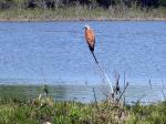 Image: Savanna hawk - The Pantanal