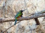 Image: Kingfisher - The Pantanal