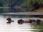 Capybaras in the Pantanal