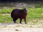 Image: Capybara - The Pantanal