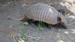 Image: Yellow armadillo - The Pantanal