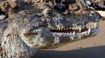 Image: Spectacled caiman - The Pantanal