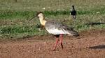 Image: Buff-necked ibis - The Pantanal