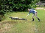 A caiman in the Pantanal