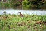 Tiger heron - Amazon lodges and cruises, Brazil