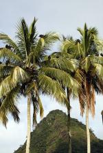 Image: Ilha Grande - Angra and Ilha Grande