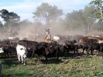 Cattle in the Pantanal
