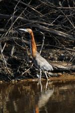 Image: Tiger heron - Amazon lodges and cruises