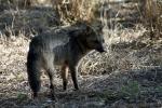 Image: Pantanal fox - Pantanal lodges