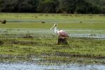 Image: Spoonbill - Pantanal lodges