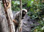 Image: White-faced monkey - Chapada Diamantina