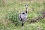 Image: Greater rhea - Pantanal lodges, Brazil