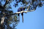 Hyacinth macaws at Caiman