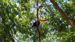 Image: Toucan - Minas Gerais