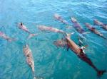 Spinner dolphins - Fernando de Noronha, Brazil