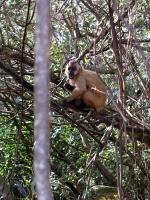 Image: Capucchin monkey - Bonito