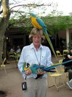 Image: Macaw - Iguassu Falls