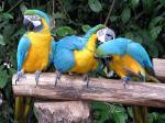 Macaws in the Bird Park