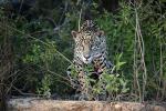 Jaguar in the northern Pantanal