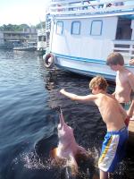 Pink river dolphin