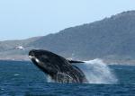 Image: Southern right whale - Florianopolis and the southern coasts