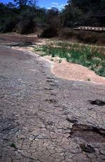 Image: Dinosaur tracks - Natal, Recife and surrounds