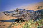 Spectacled caiman in the Pantanal.