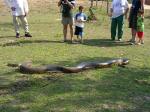 Anaconda in the Pantanal