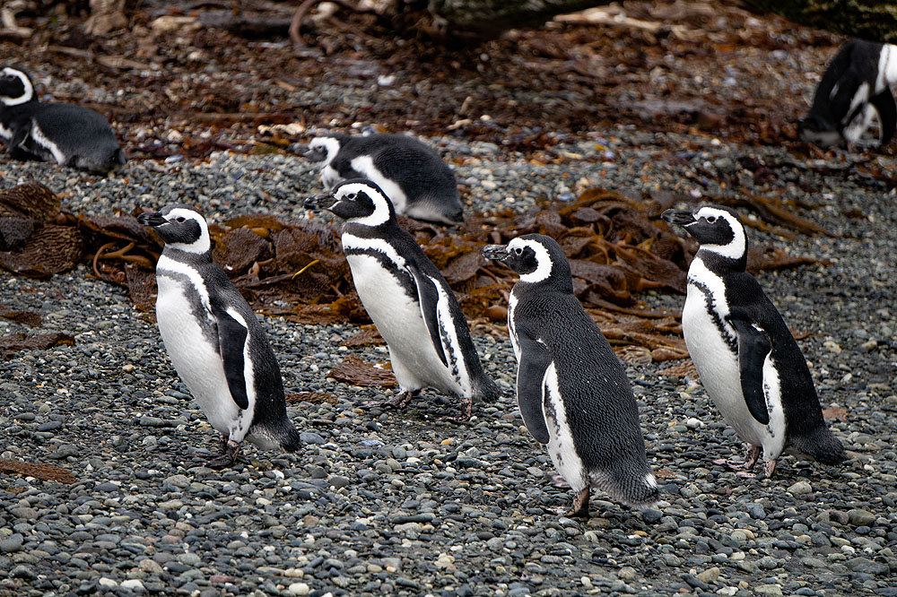 CL0319HG235_australis-tucker-islets-magellanic-penguins.jpg [© Last Frontiers Ltd]