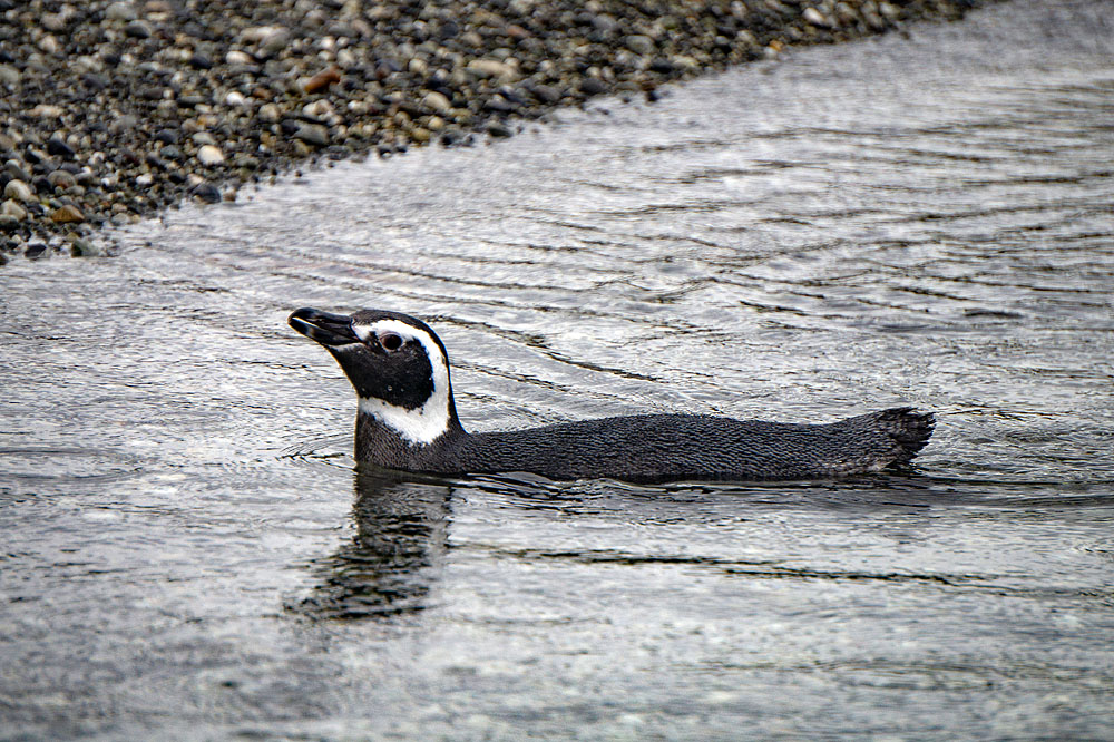 CL0319HG249_australis-tucker-islets-magellanic-penguins.jpg [© Last Frontiers Ltd]