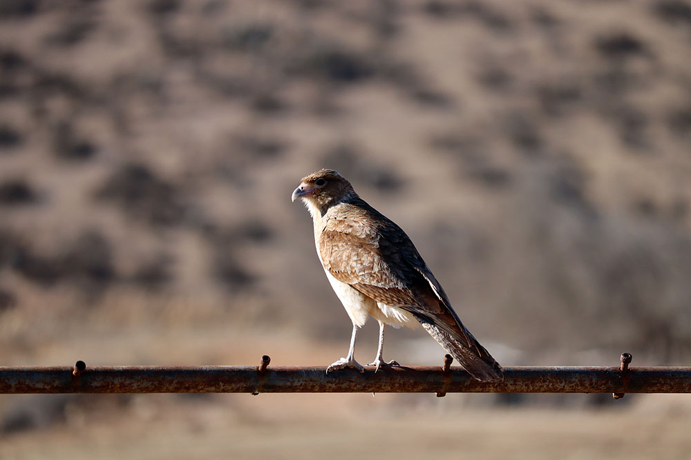 CL0619EP009_casa-molle-chimango-caracara.jpg [© Last Frontiers Ltd]