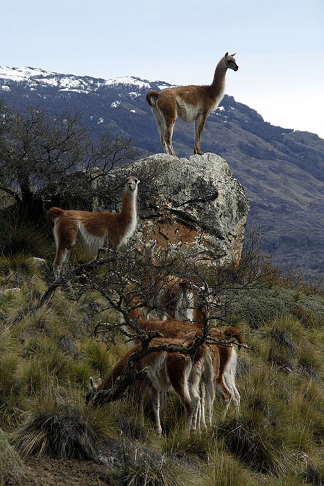 CL0909EM461_patagonia-park.jpg [© Last Frontiers Ltd]