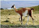 Guanaco - Torres del Paine, Chile