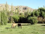 Hacienda Los Andes - La Serena and the Elqui valley, Chile