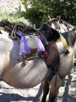 Image: Hacienda Los Andes - La Serena and the Elqui valley, Chile