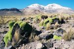 Image: Lauca - Arica and Lauca