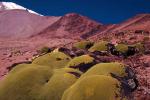 Image: Yareta - Arica and Lauca