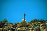 Image: Vicua - Arica and Lauca