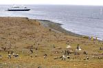 Image: Isla Magdalena - Punta Arenas and Puerto Williams