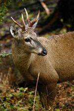 Image: Huemul - Southern Carretera Austral, Chile