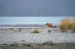 Fox at Ainsworth Bay