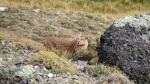 A Puma in Torres del Paine National Park