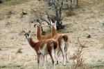 Guanacos