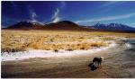 Image: San Pedro Zorro - The Atacama desert