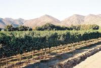 Central Andes and wine valleys image