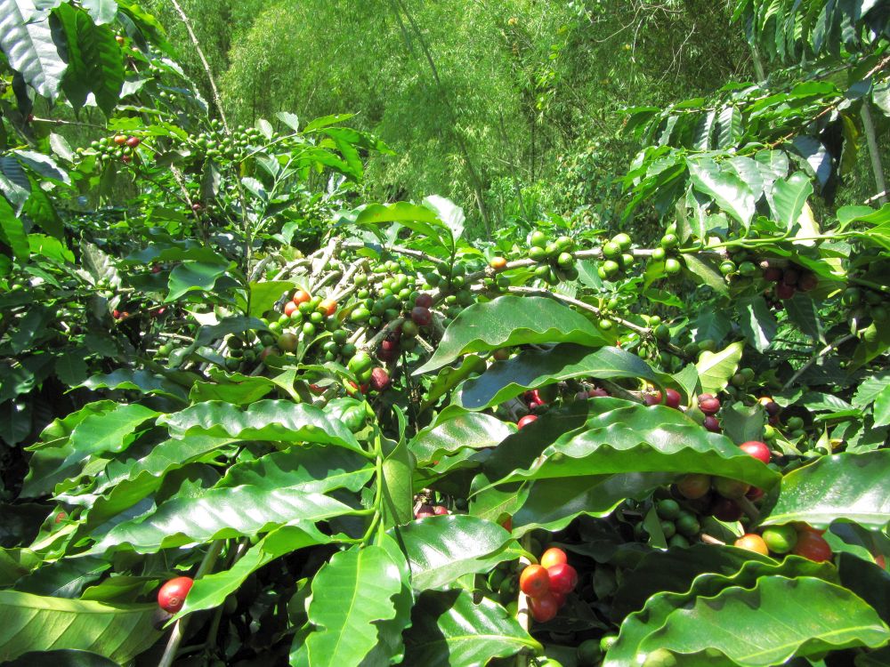 CO1114OF173_coffee-region-venecia.jpg [© Last Frontiers Ltd]